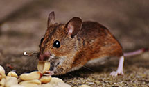24 Hour & Emergency Exterminators in Osyka, MS